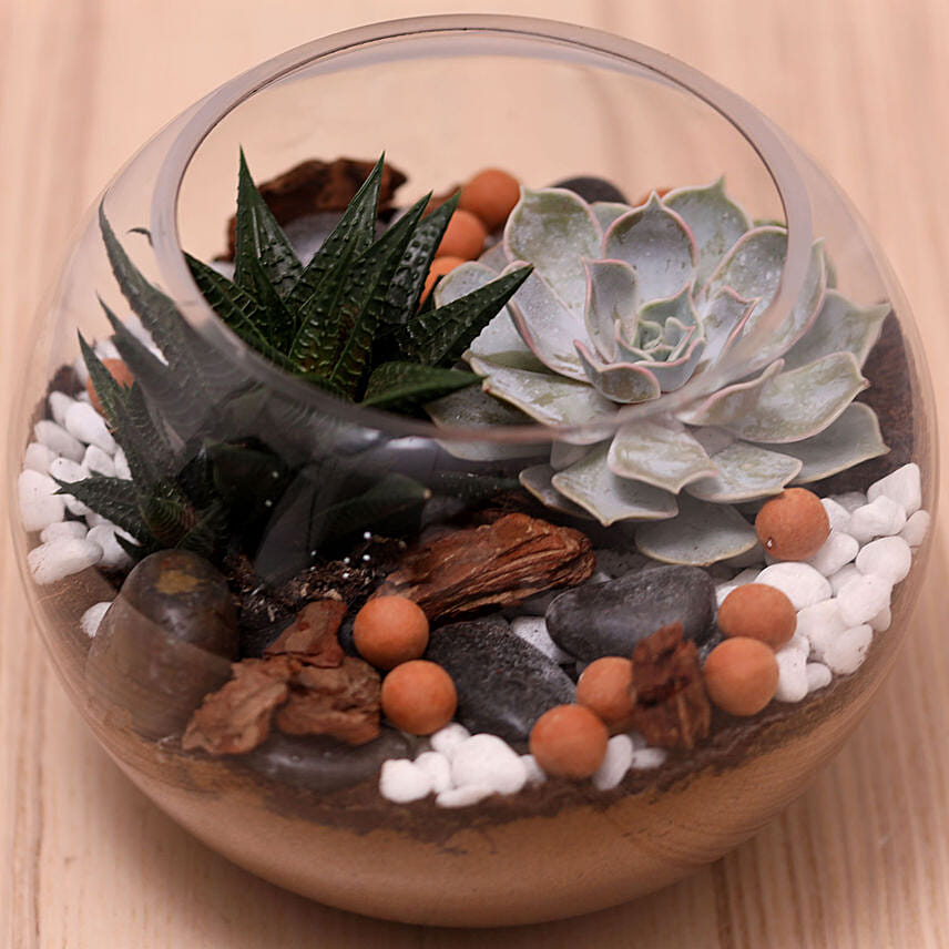 Decorative Succulents In Fish Bowl