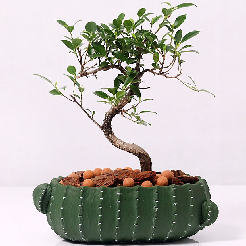 Dwarf Bonsai in Cactus Design Pot