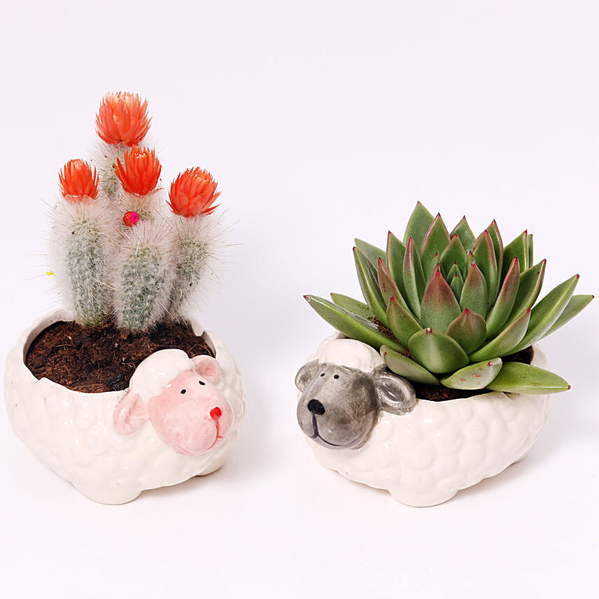 Echeveria and Cactus In Sheep Design Pots