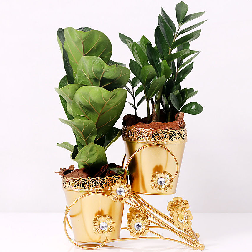 Ficus and Zamia Plant in Dual Golden Pot