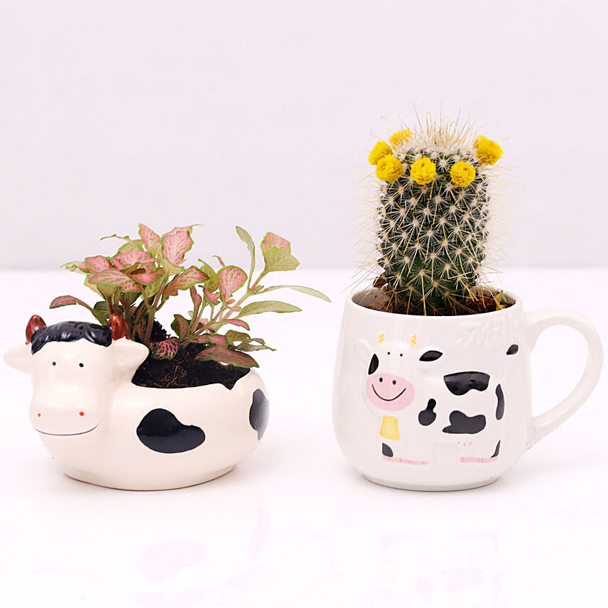 Fittonia and Cactus In Designer Pots