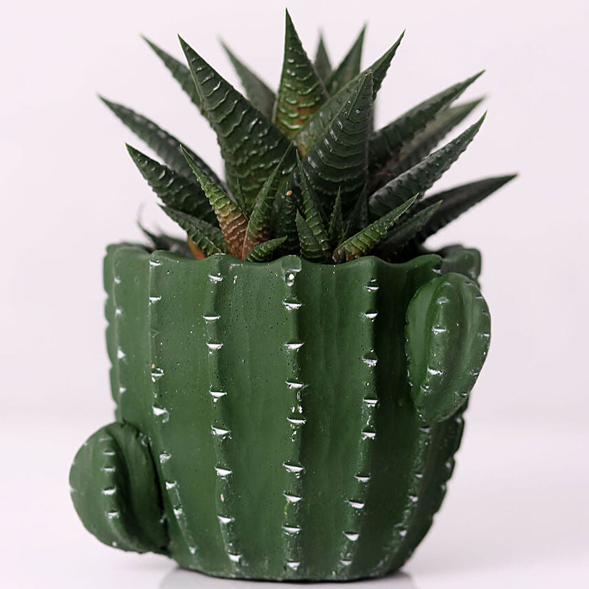 Gaster Haworthia in Cactus Design Pot