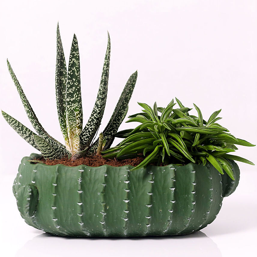 Gasteria and Peperomia In Cactus Design Pot