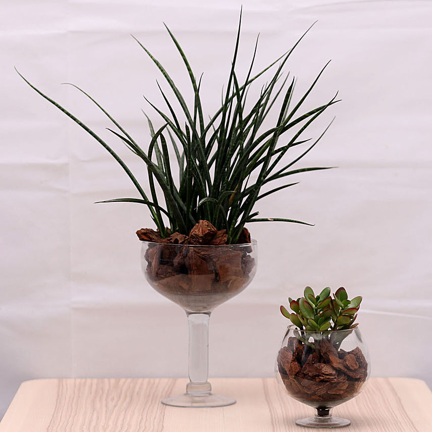 Sansevieria and Crassula Plants In Martini Vase