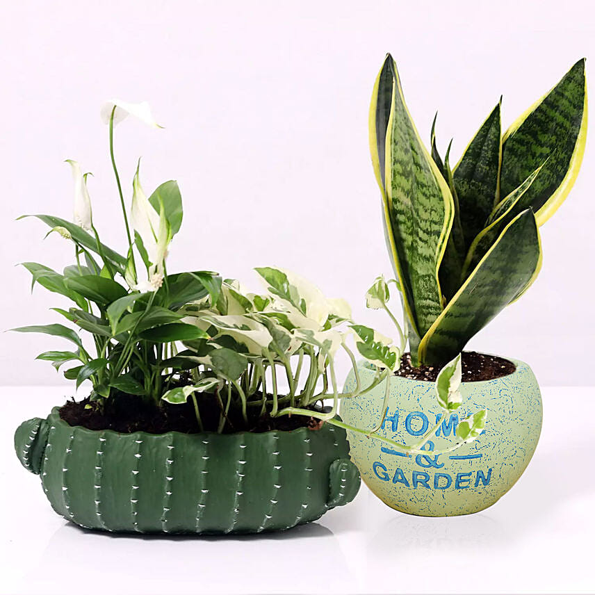 Money Plants Online