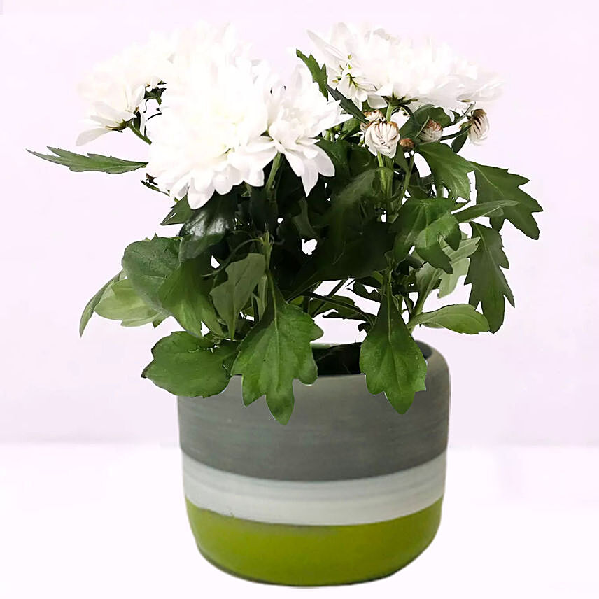 White Chrysanthemum Plant in Ceramic Pot