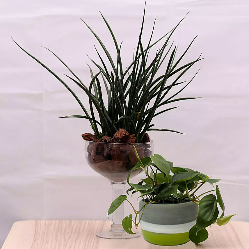 Combo of Sansevieria and Money Plants