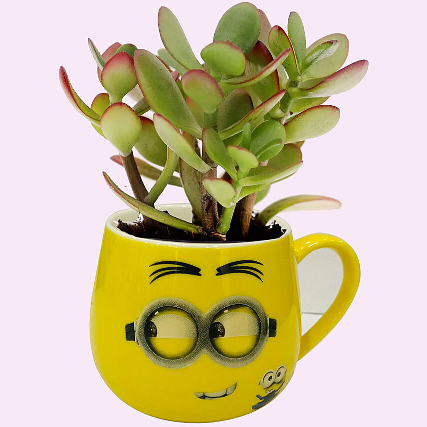 Smiley Pot of Crassula Plant