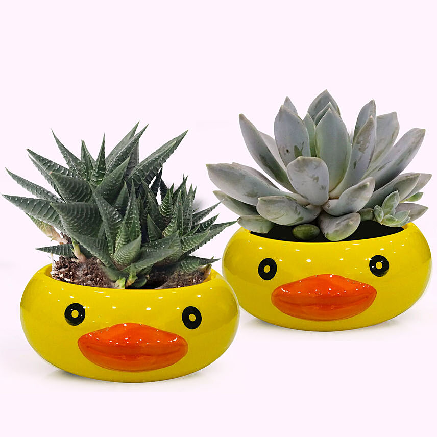 Frog Face Pots with Plants