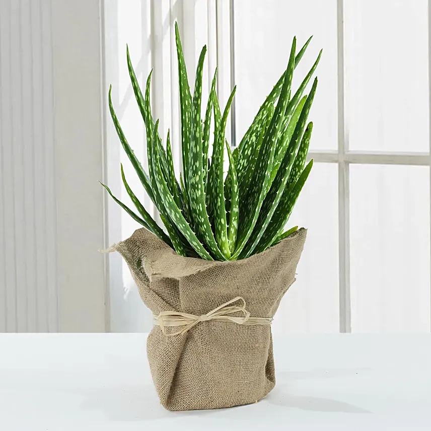 Aloe Vera Plant with Jute Wrapping