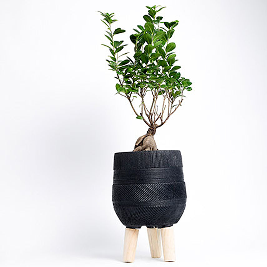 Ficus Microcarpa Moclame In 3 Legged Ceramic Pot