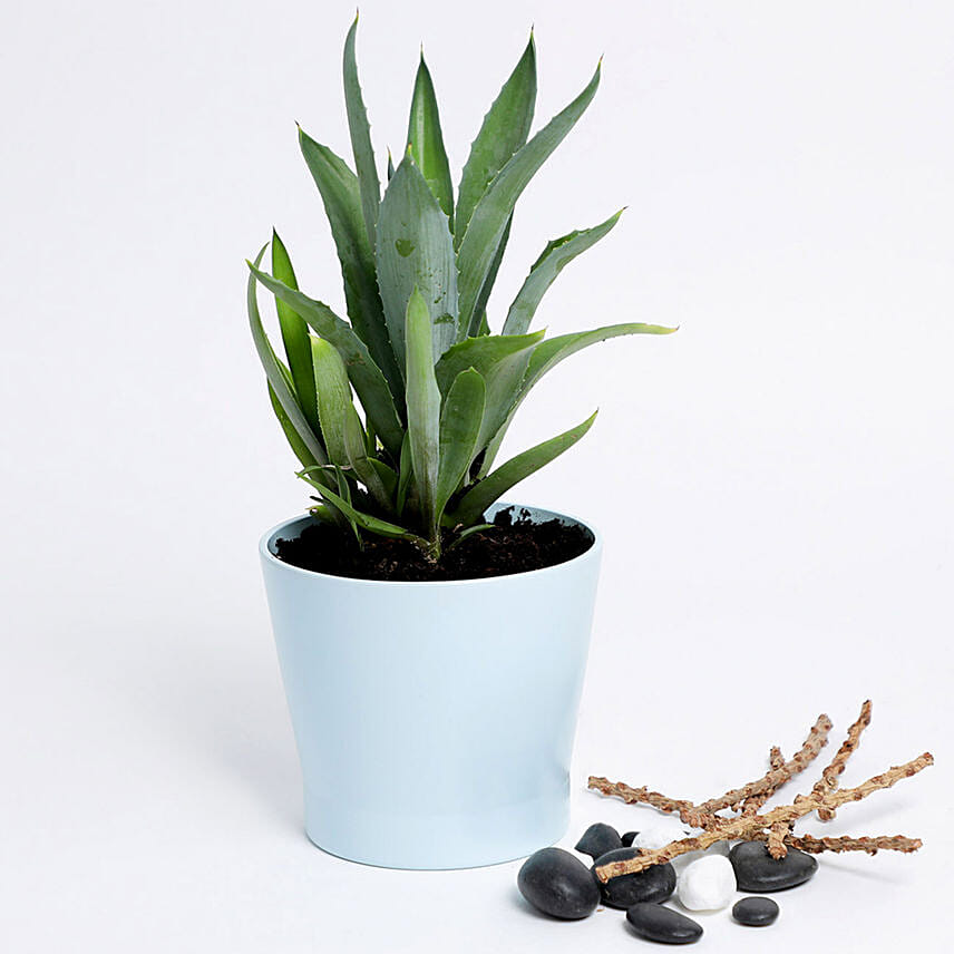 Agave Attenuata In Blue Ceramic Pot