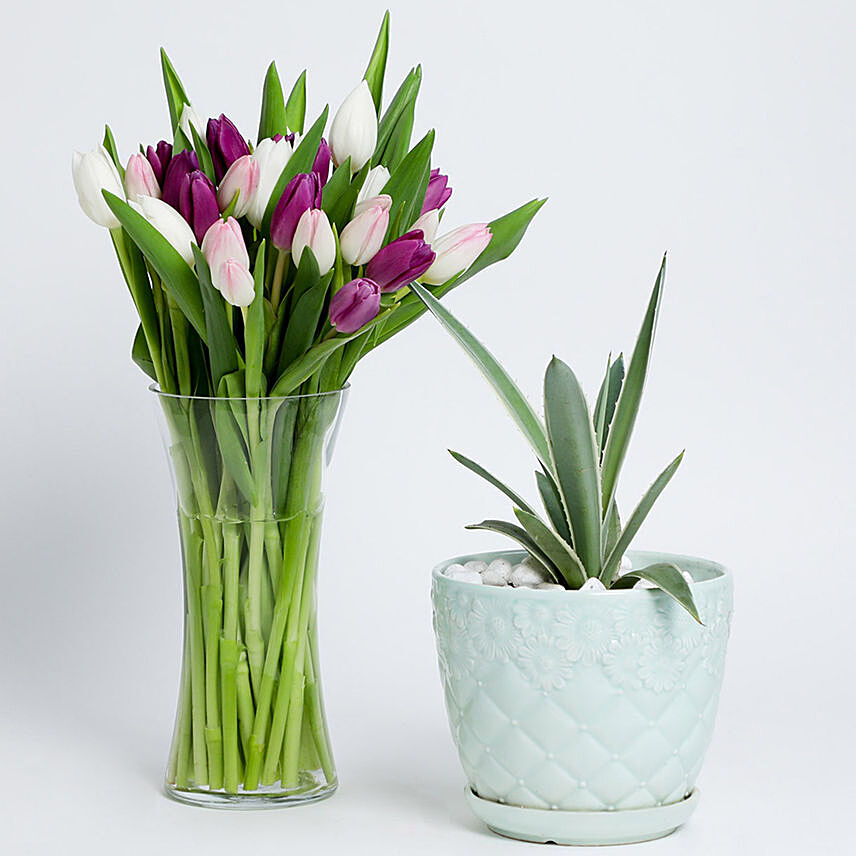 Agave Attenuata Plant & Mixed Tulips In A Vase
