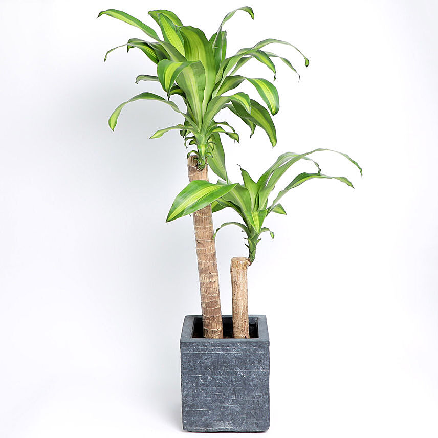 Dracaena Massangeana Potted Plant