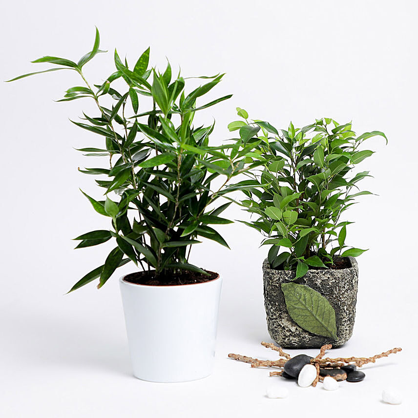 Dracena Surculosa & Ficus Benjamina  Plants