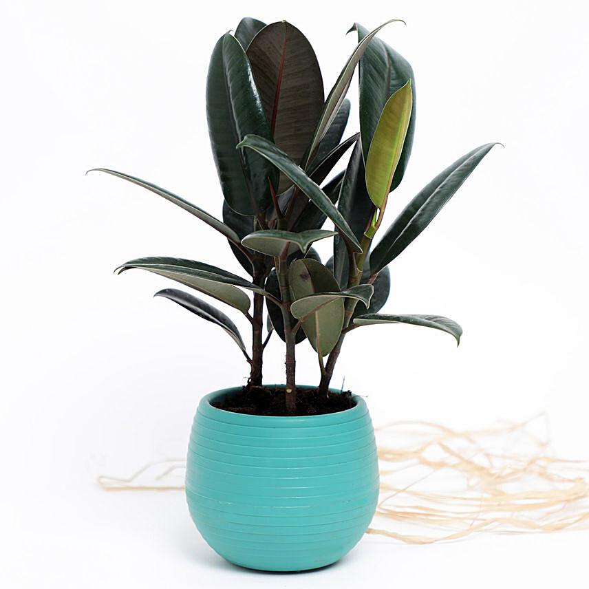 Ficus Elastica Plant In Green Plastic Pot
