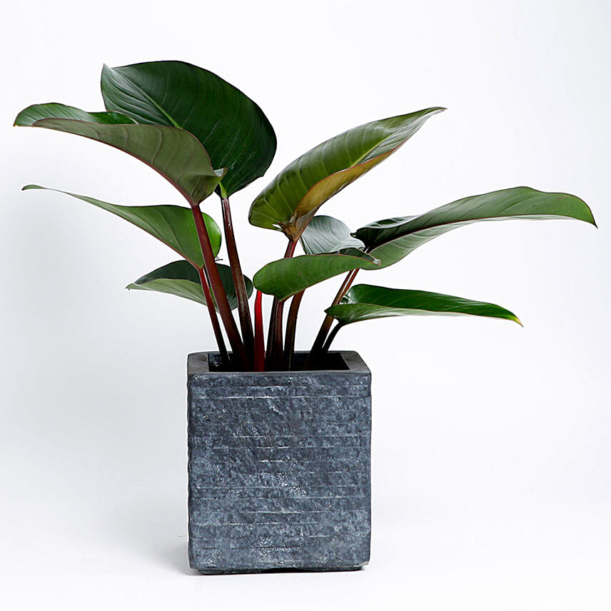 Philodendron Plant In Ceramic Pot