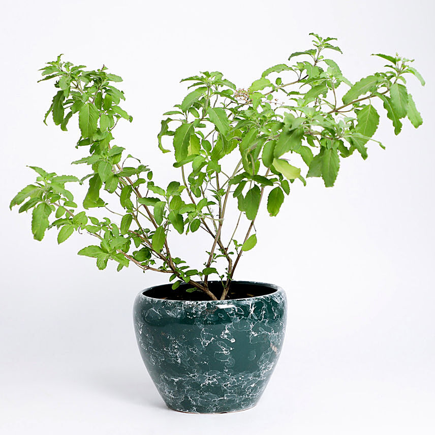 Tulsi Plant In Ceramic Vase