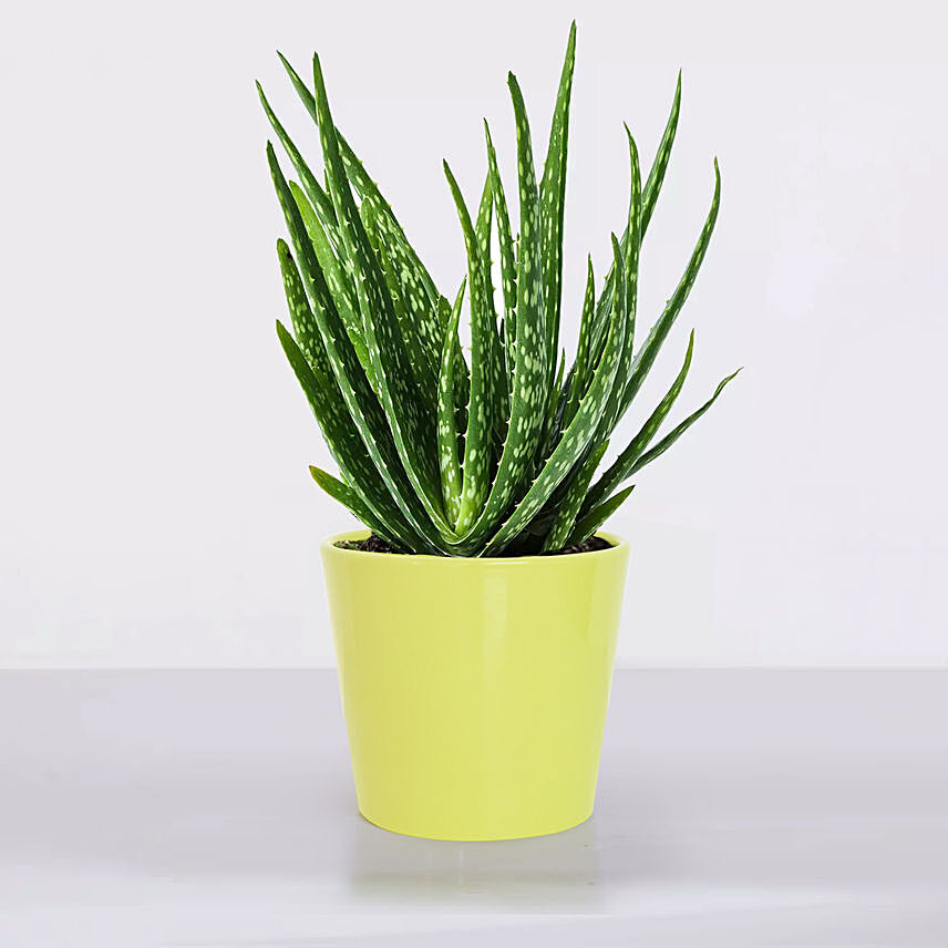 Aloe Vera Plant in a Pot with Stand