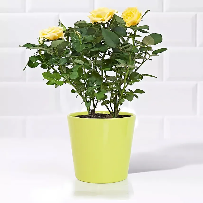 Yellow Rose Plant in a Pot