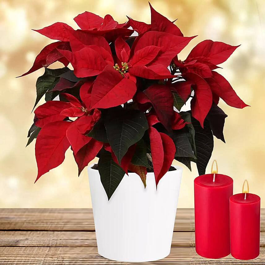 Special Poinsettia Plant