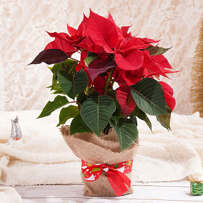 Poinsettia delivered online