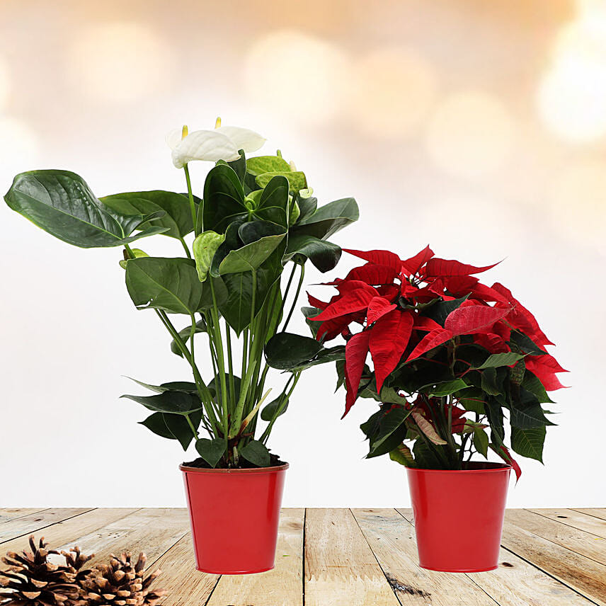 White Anthurium and Poinsettia Plant