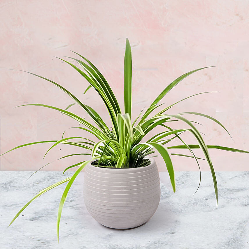 Chlorophytum Plant In Pineapple Shaped Pot