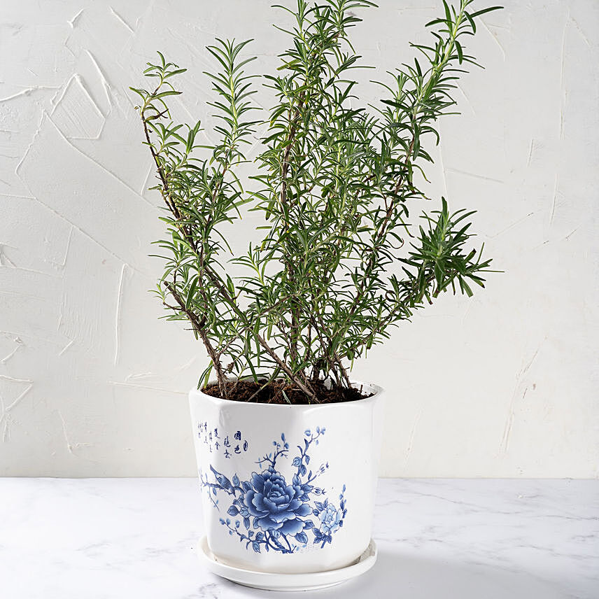 Rosemary Plant in Designer vase