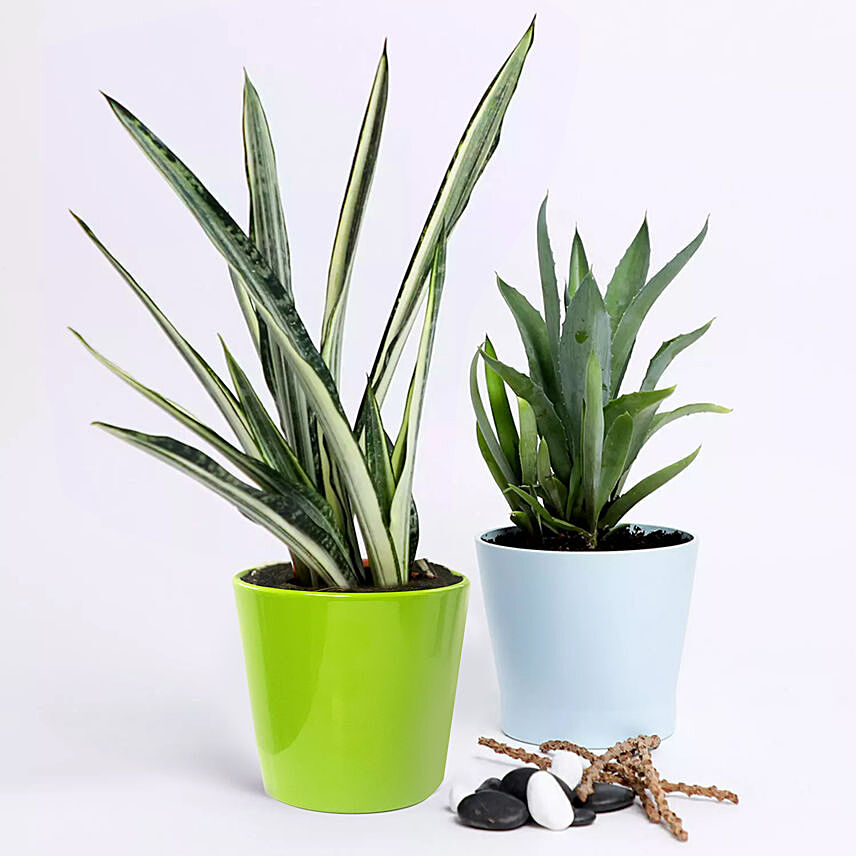 Potted Agave Americana & Agave Attenuata Plants Combo