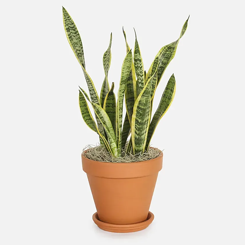 Snake Plants