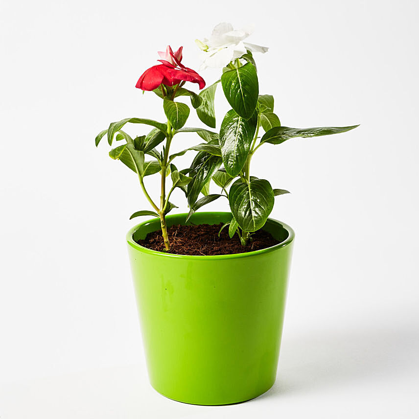 Beautiful Vinca Mix Flowering Plant In Ceramic Pot