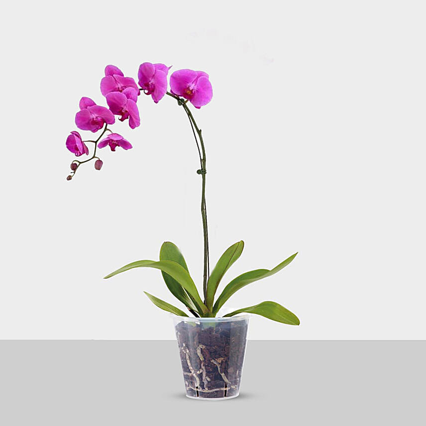 Blooming Single Stem Purple Orchid In Nursery Pot