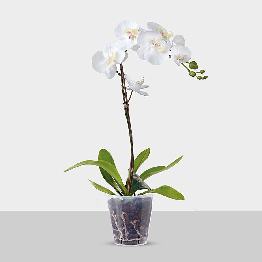 Blooming Single Stem White Orchid In Nursery Pot