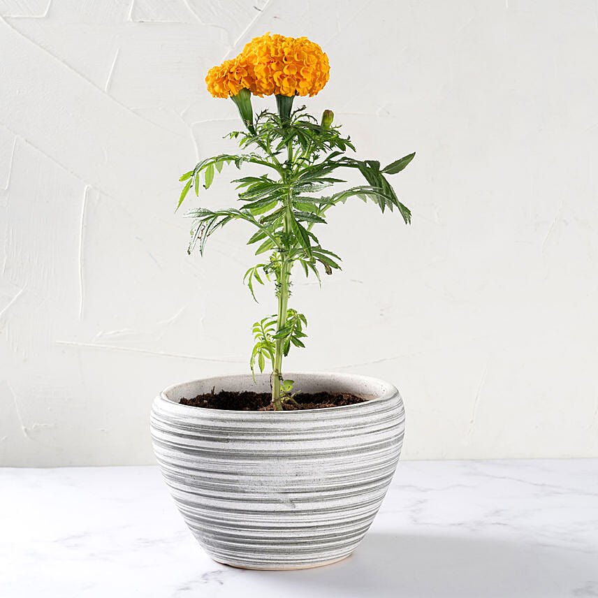 Marigold Flower Plant