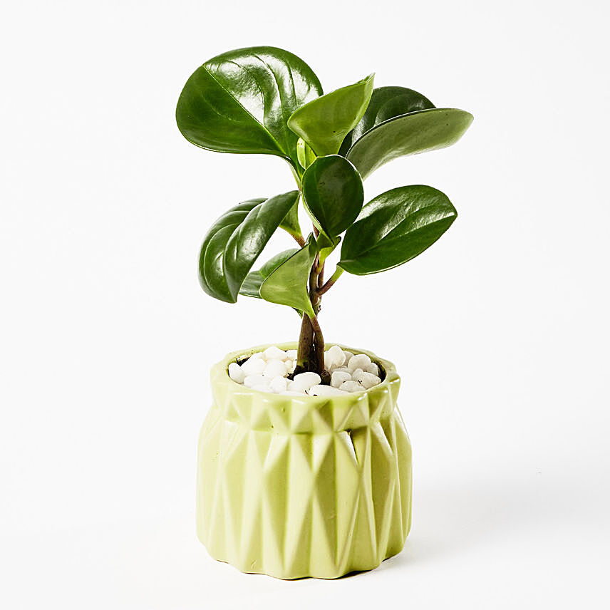 Peperomia Plant In Lovely Ceramic Pot