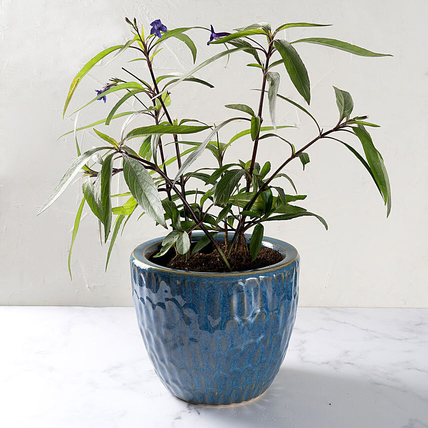 Ruella Flower Plant in Ceramic Pot