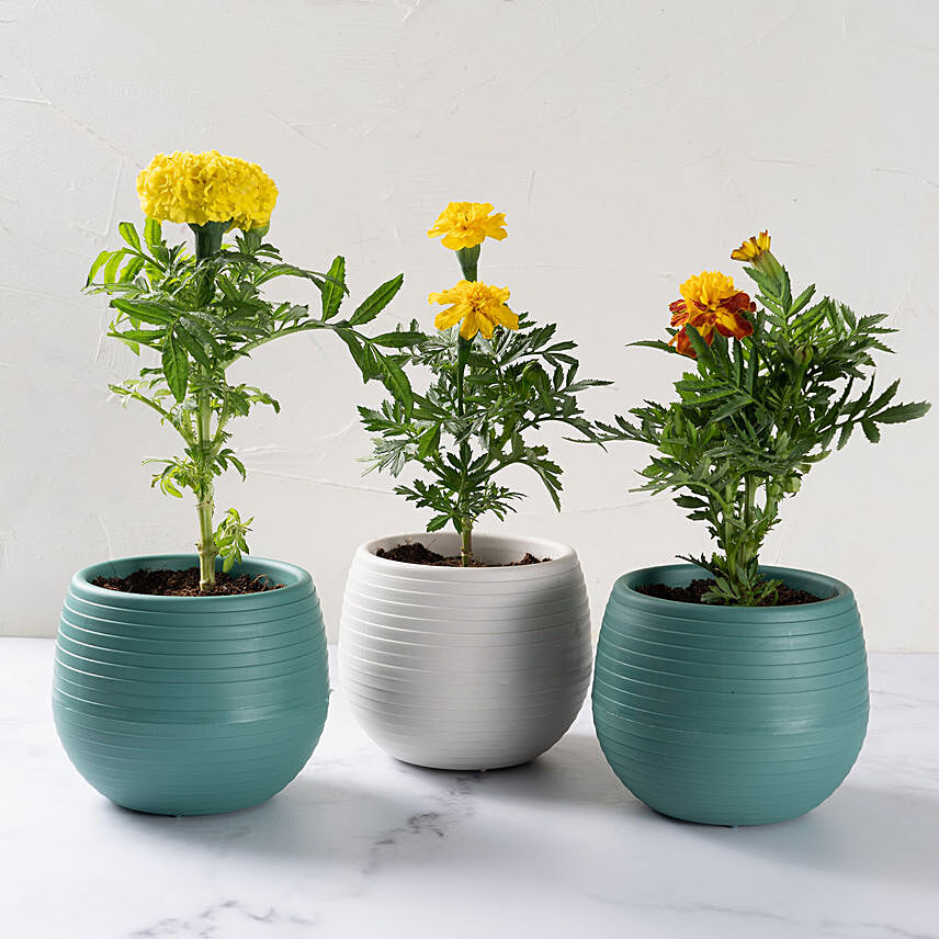 Trio of Marigold Flower PLants