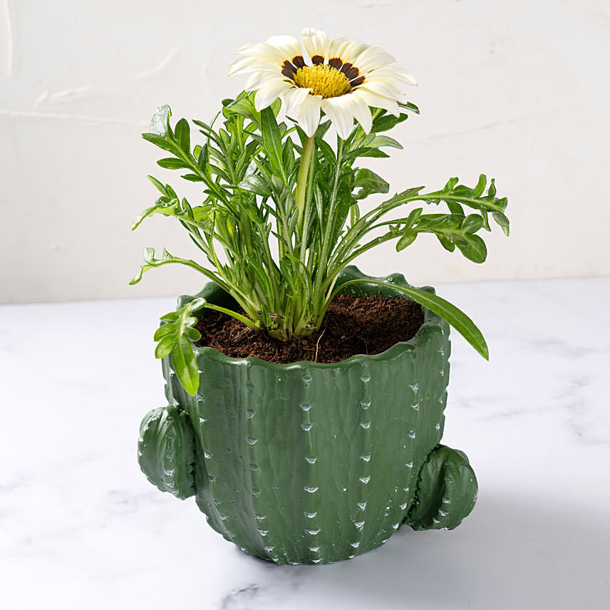 White Daisy Flower Plant in Green Pot