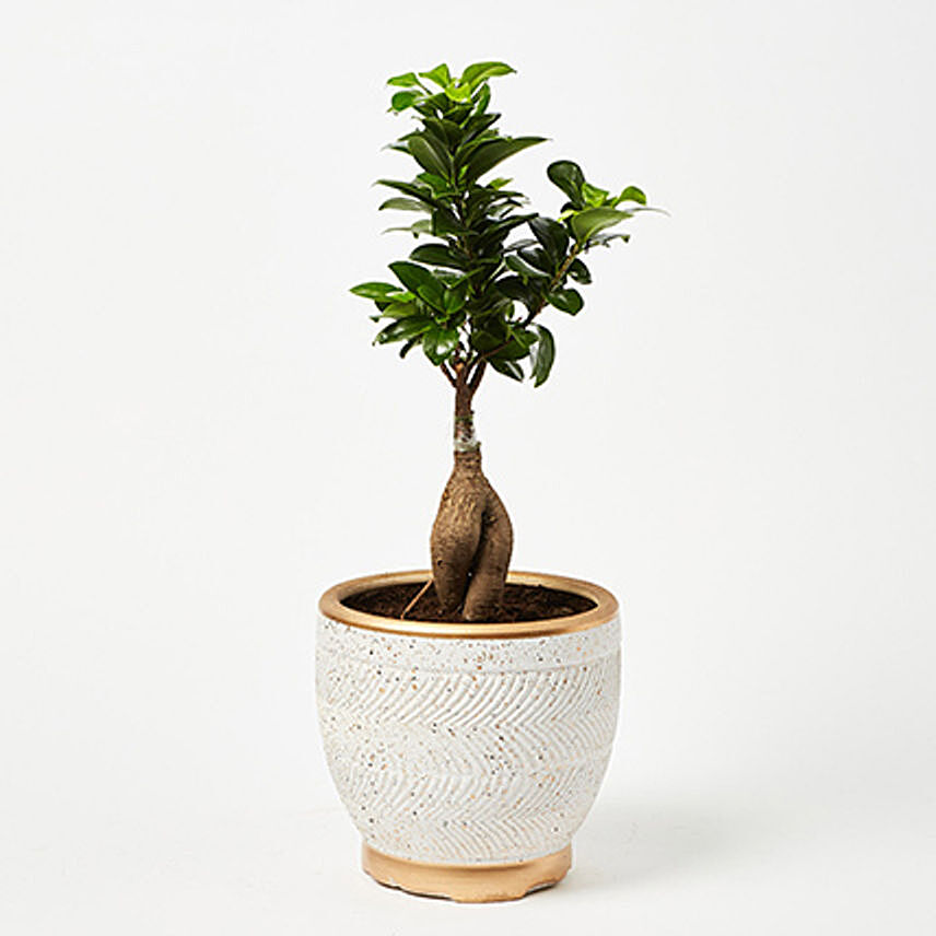 Peaceful Small Bonsai Plant In Copper Toned Designer Pot