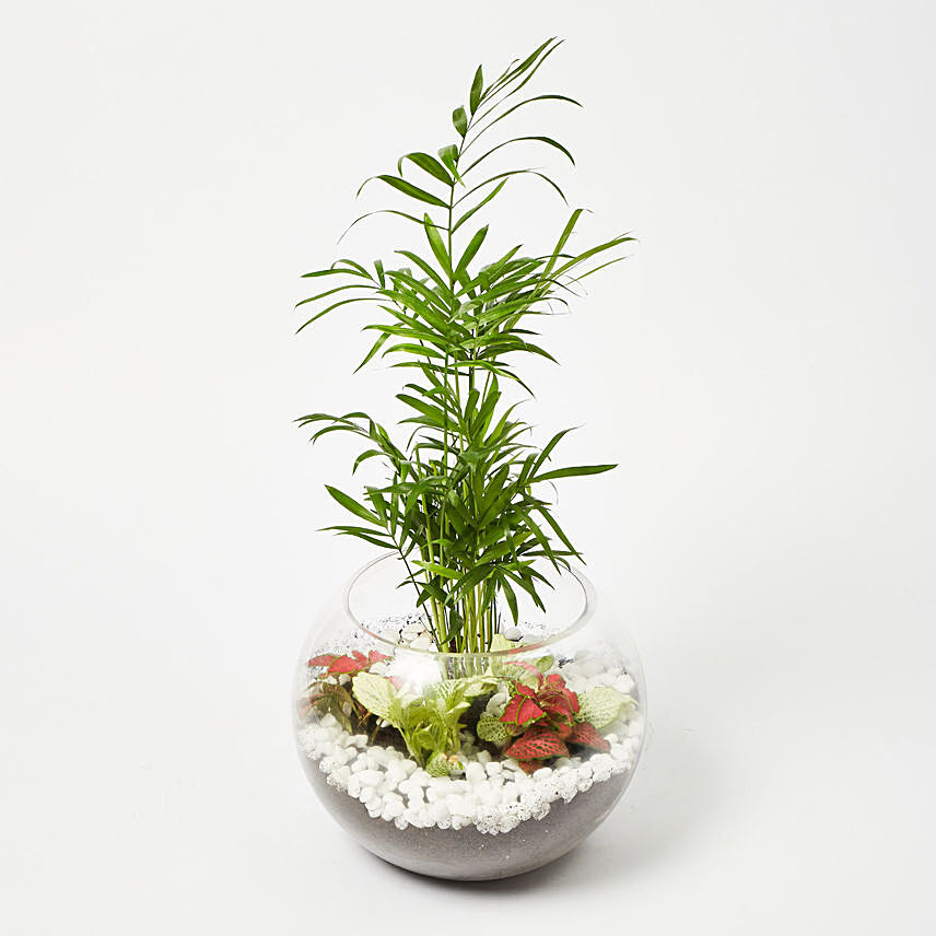 Chamaedorea & Fittonia Plant In Fish Bowl Vase