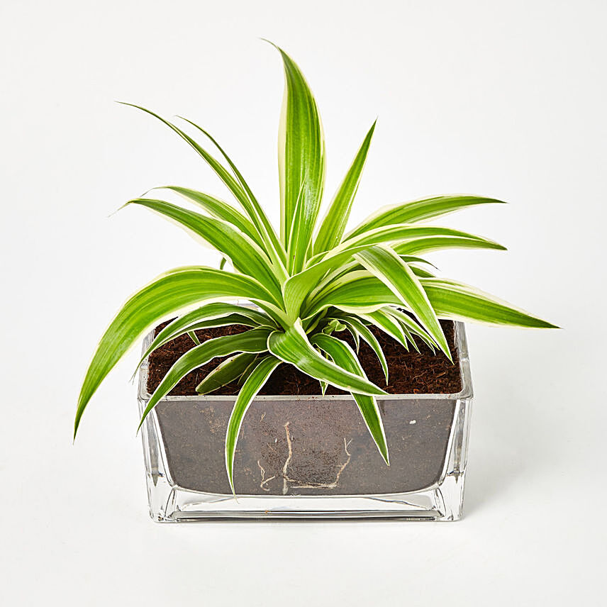 Chlorophytum Plant In Rectangular Glass Vase