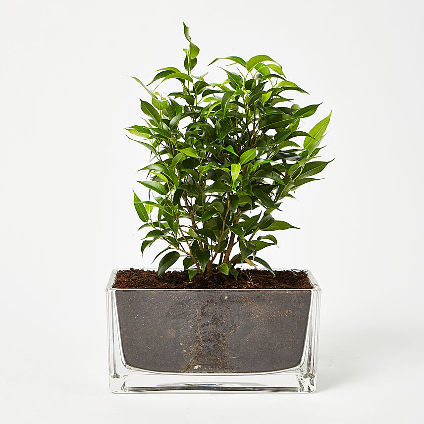 Ficus Benjamina Plant In Rectangular Glass Vase