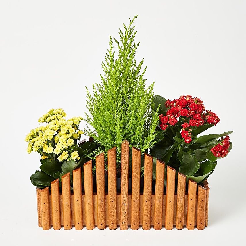 Mixed Kalanchoe & Cupressus Plant In Garden Fence Planter