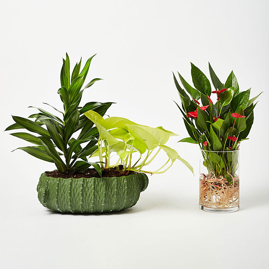 Set Of 3 Plants In Cactus Pot & Glass Vase