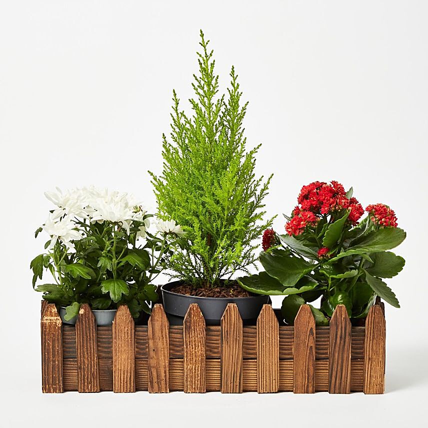 Set Of 3 Plants In Miniature Garden Wooden Fence Base