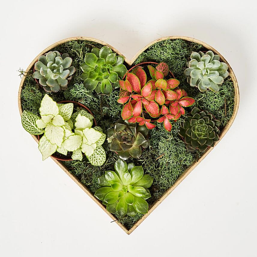 2 Fittonia & 6 Echeveria Plants In Heart Shape Wooden Base