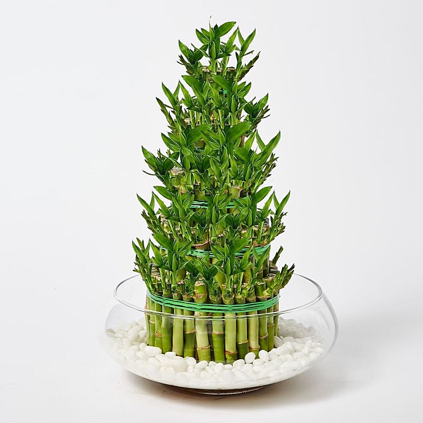 5 layer Big Lucky Bamboo In Glass Bowl