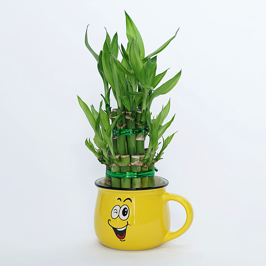 2 layer Lucky bamboo In Smiley Pot