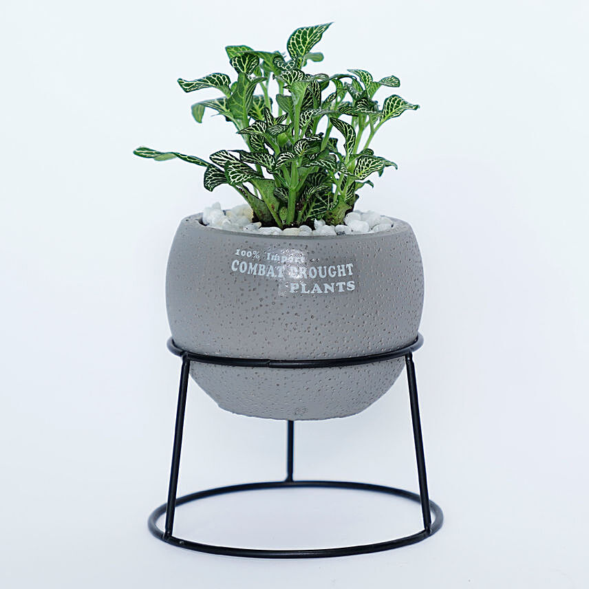 Fittonia Plant With Vase Stand